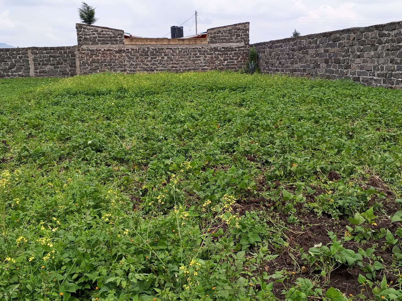 MUWA ESTATE